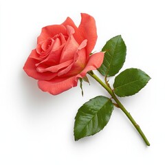 Beautiful coral rose bloom nature's garden floral photography white background close-up botanical elegance