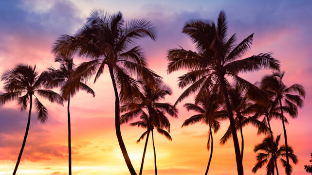Copy space of tropical palm tree with sun light on sky background.
