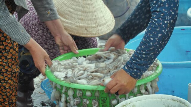 Mui Ne Fisherwoman Handling and Sorting Octopus at Dawn, Vietnam