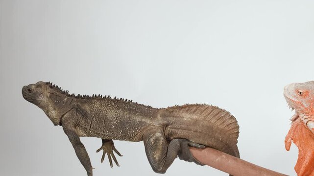 Brown Sailfin Lizard and Red Iguana Resting on a Wooden Branch