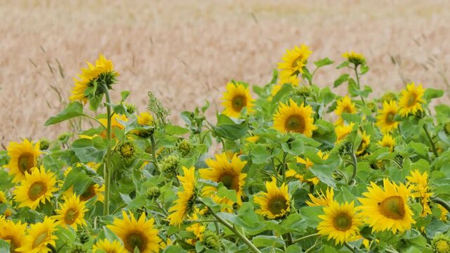 Yellow Sunflowers Blowing in the Breeze on a Farm in Rosemarkie Scotland