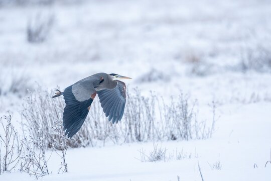A great blue heron flies across a snow covered field in winter