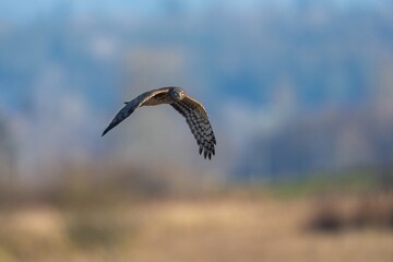 A female northern harrier flies low and hovers looking for prey