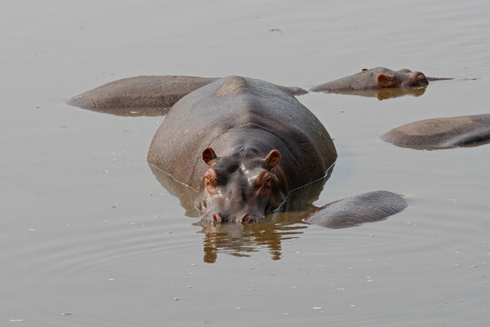 hippopotamuses submerged in waterhole one with head above water surface in serengeti national park tanzania