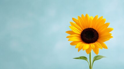Obraz premium Closeup of bright yellow sunflower facing the sun nature photography soft background inspirational concept