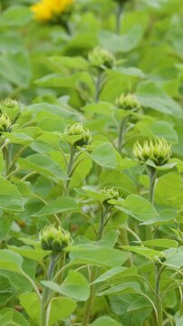 Green Sunflower Buds Swaying in a Windy Field in Rosemarkie Scotland