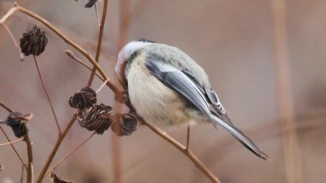 Close-up slow motion of black-capped chickadee (poecile atricapillus) foraging at starved rock state park