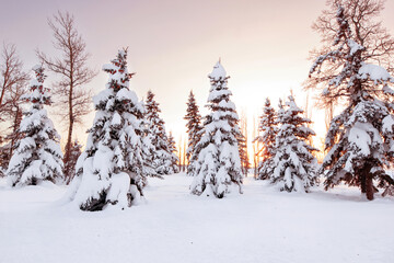 Pink and orange sunset light on snowy trees in winter.