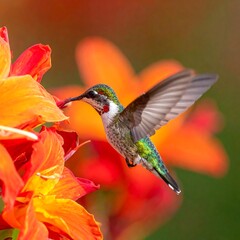 Fototapeta premium Tiny bird with iridescent feathers sips nectar from bright orange flowers