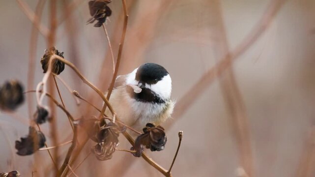 Close-up slow motion of black-capped chickadee (poecile atricapillus) picking at small plant