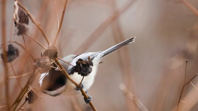 close up of small energetic bird feeding 