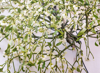 A sprig of mistletoe, Viscum album