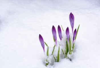 Light background with purple crocus buds on the snow