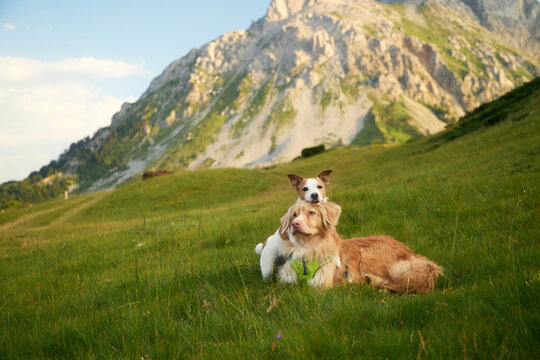 A Jack Russell Terrier lays its head gently on a Nova Scotia Duck Tolling Retriever's back. The two dogs relax peacefully below a mountain ridge.