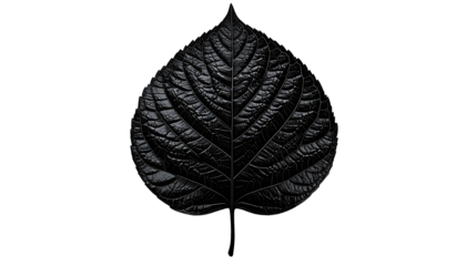 A glossy, textured black leaf on a stark black background, showcasing intricate veining