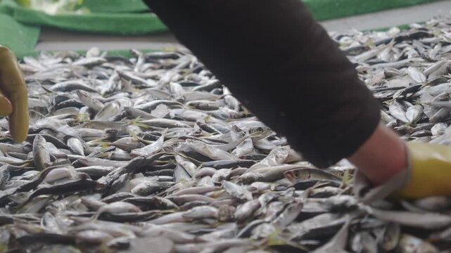 Fishing process at the market in early morning hours in istanbul 