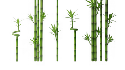 Bamboo stalks with leaves isolated on transparent background