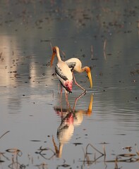 Painted Stork