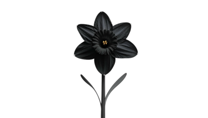 A solitary black daffodil against a dark background, its petals and stem detailed