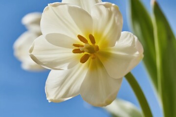Close-up of a white tulip with yellow center against a blue sky background