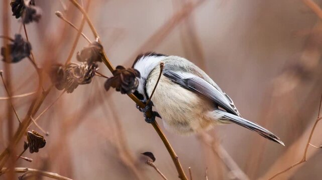 Close-up slow motion of black-capped chickadee (poecile atricapillus) foraging in winter