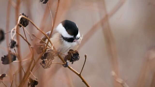 Close-up slow motion of black-capped chickadee (poecile atricapillus) feeding in cold weather
