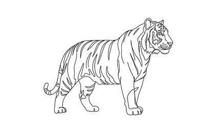 Fototapeta premium Line art tiger illustration on white background vector