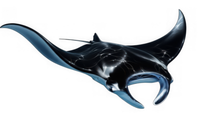 Black manta ray flying through the air isolated on transparent background