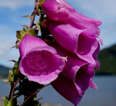 Lapageria rosea the Chilean Bell Flower