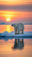 Polar bear standing on ice at sunset.
