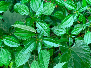 Bright green serrated leaves cover the ground in a dense cluster with vivid textures and natural patterns creating a fresh and lively outdoor plant scene