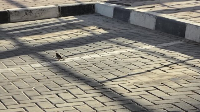 Close-up of a house sparrow hopping and flying away on a stone pavement in Kuwait
