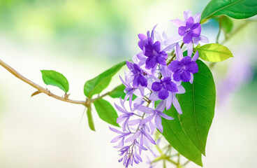 A branch of vibrant purple flowers with delicate petals and green leaves stands out against a soft blurred background.