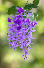A branch of vibrant purple flowers with delicate petals and green leaves stands out against a soft blurred background.