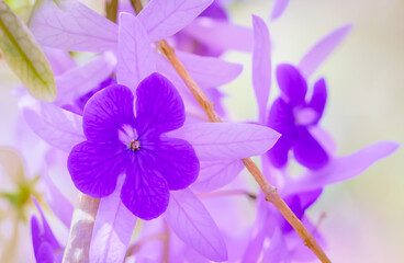 Clusters of delicate purple flowers with intricate veins bloom softly against a dreamy blurred...