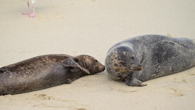 Close up of Seals Interacting on Sandy Beach of Pacific Coast