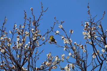 梅（世田谷 羽根木公園にて）。メジロ。