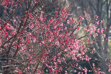 梅（世田谷 羽根木公園にて）。