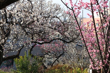 梅（世田谷 羽根木公園にて）。