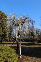 梅（世田谷 羽根木公園にて）。