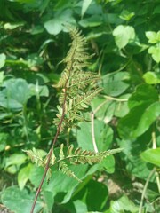 Fototapeta premium Greenery plant with wild fern