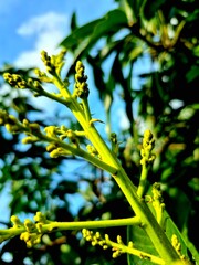 Macro Shot of Young Flower Buds on a Branch