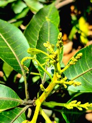Macro Shot of Young Flower Buds on a Branch