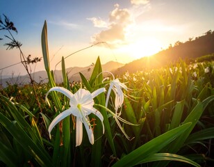 White lilies bloom in sunlit green grass against a mountain sunset