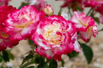 Red and White Double Delight Roses in a Summer Garden