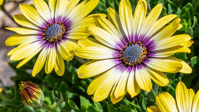 Osteospermum Blue Eyed Beauty flowers in the garden - Powered by Adobe