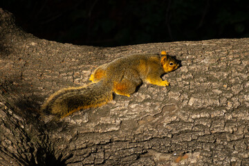 fox squirrel lie flat on a log 