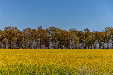 Scenic countryside and canola fields around Lake Rowan
