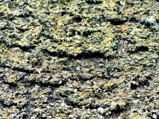 Macro Texture of Dry Cracked Ground and Parched Soil
