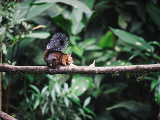 Fototapeta premium Squirrel